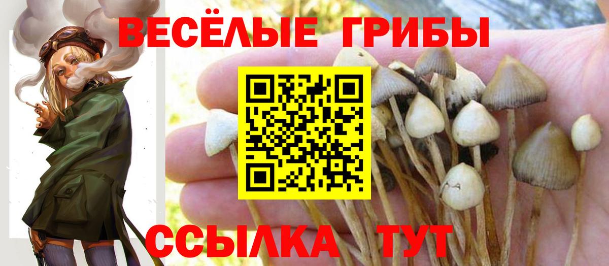 Псилоцибиновые грибы Cubensis Москва